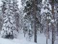 More snowy woods