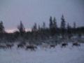 ...slightly more blurry reindeer