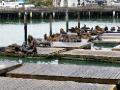 Sealions lounging at Pier 33