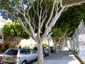 Cool San Francisco trees lining the sidewalks