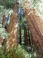 Redwoods at Muir Woods