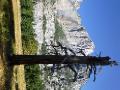 Dead tree and granite in Yosemite Valley