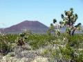 Cinder Cone and Joshua Tree, Mojave Desert