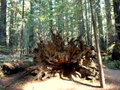 Redwood root system, Humbolt State Park