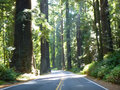 Driving through Redwoods at Humbolt State Park