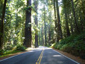 Driving through Redwoods at Humbolt State Park