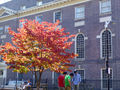 Autumn tree in the churchyard of Christ Church, Philadelphia