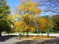 Glowing autumn trees in Fairmount Park, Philadelphia