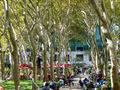 London Planes provide shade in Bryant Park