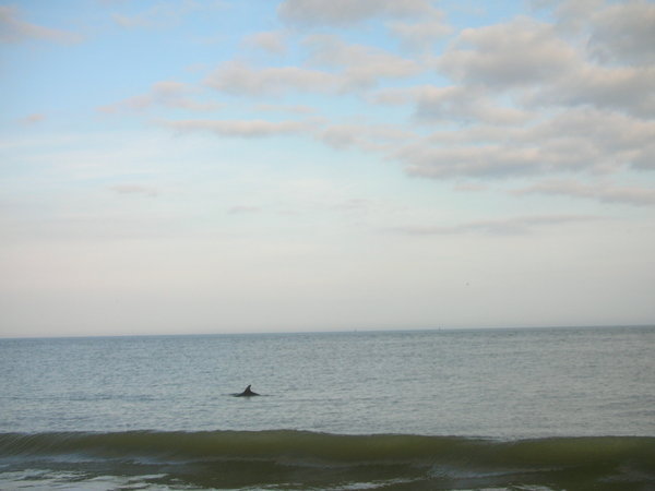 Dolphin 