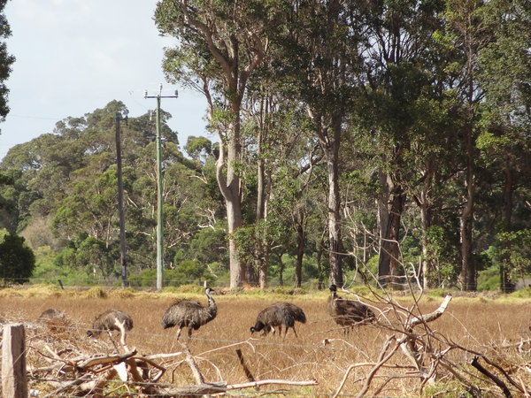 Aussie Wildlife - Emus