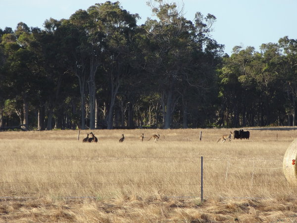 Aussie Wildlife - Kangaroos