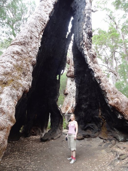 Giant Tingle Trees