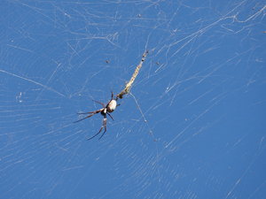 Aussie Wildlife - Spider!!