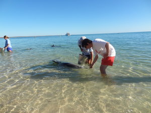 M feeding dolphin