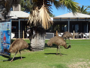 Marauding emus