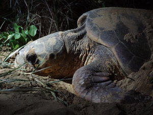 Mon Repos - Turtle Nesting