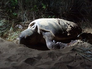 Just East of Bundaberg it is one of the best places to see turtles