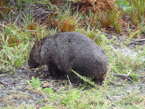 Aussie wildlife - Wombat