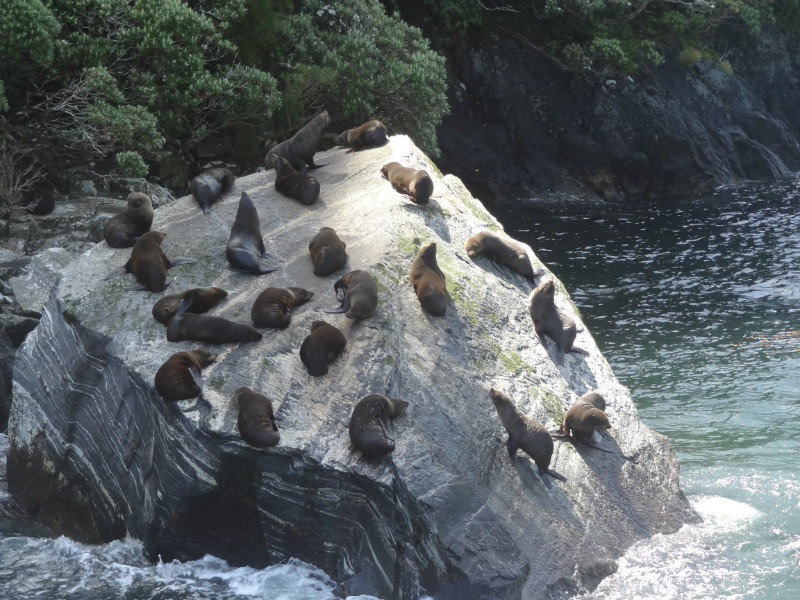 The seals of Milford Sound