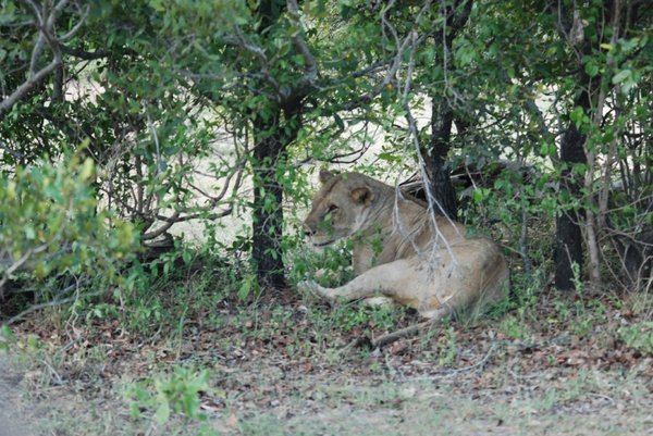 Female lion in the bush