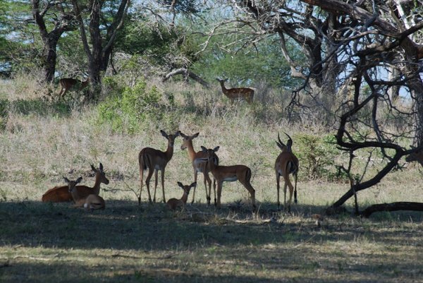 More impalas 