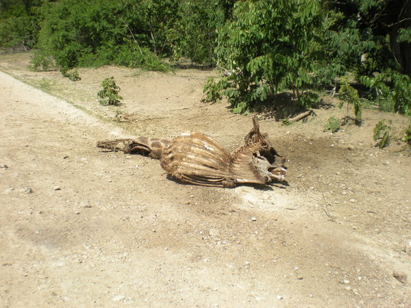 Remains of a giraffe on the road
