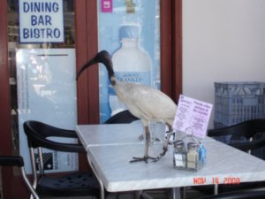 Hungry Ibis