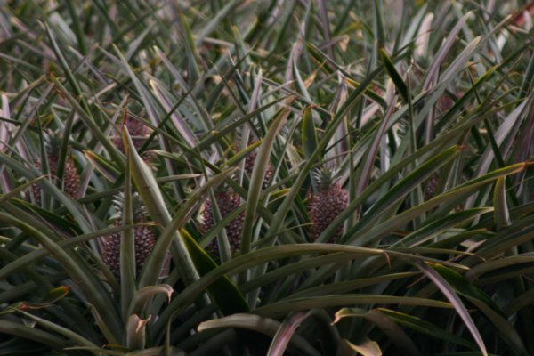 Fresh Pineaple