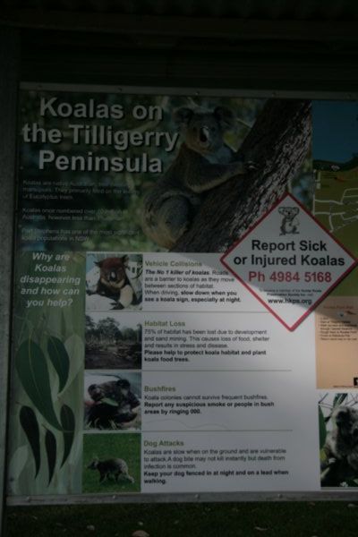 Koala Plea