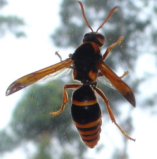 Giant Wasp!