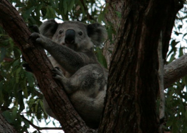 Same Koala
