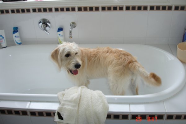 Bath Time Puppy