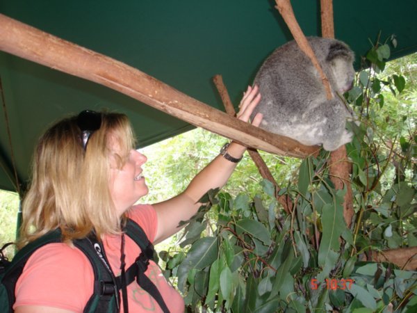 Caroline Pats a Koala