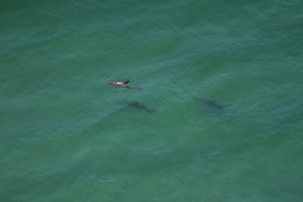 Dolphins at Byron