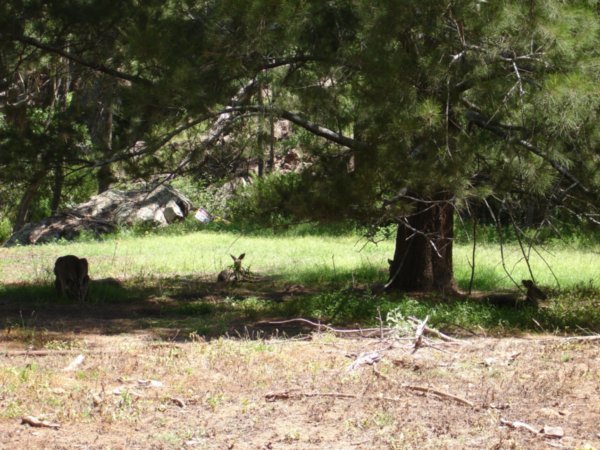 Kangaroos Rest