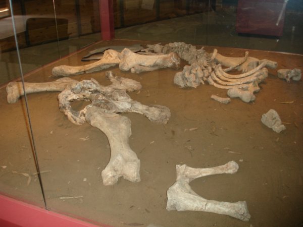 Body Skeleton
