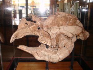 Diprotodon’s Skull