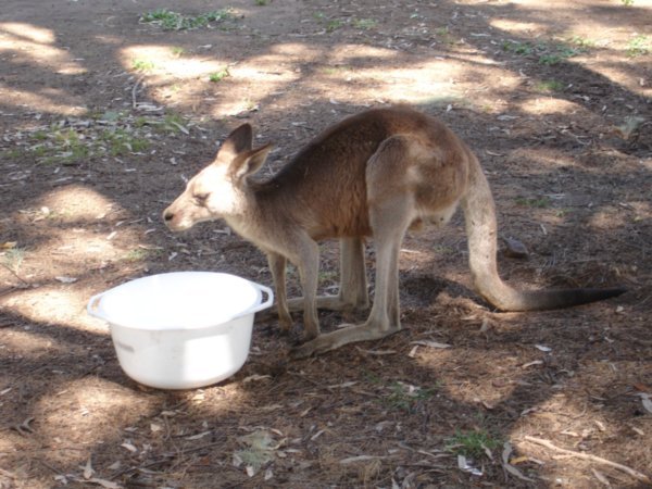 Roo's Water