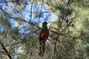 King Parrot