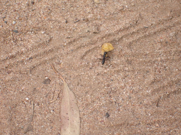 Ant dragging a Corn Flake
