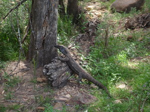 Giant Goanna