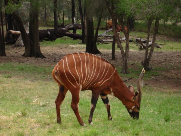 Um! Bongo