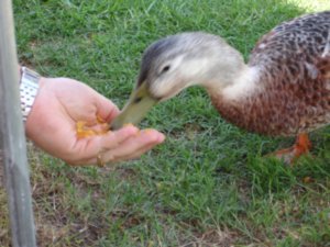 Feeding The Duckies