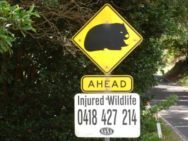 Wombats Ahead