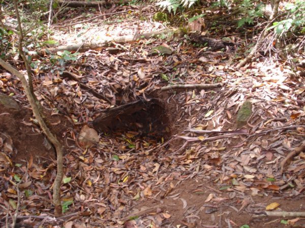 Wombat Burrow