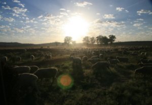Sheep Sunrise