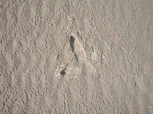 Who's Foot Print