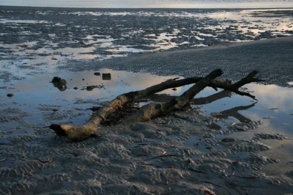 Driftwood on the Beach