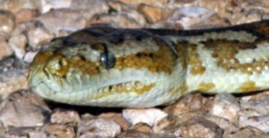Head of a Carpet Python